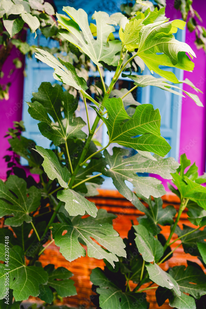 Wall mural green plant fig tree and leaves