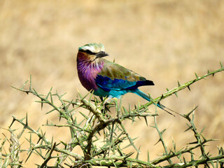 colorful bird 