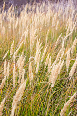 Calamagrostis in autumn. Vertical interior poster for home decor. Selective focus