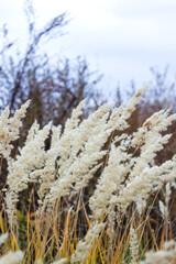 Calamagrostis in the autumn field. Vertical interior poster for home decor. Selective focus