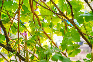 Fototapeta na wymiar Green grape vines in the autumn garden
