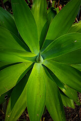 Beautiful plant found in the Atlantic Forest biome, Petrópolis, Rio de Janeiro, Brazil.