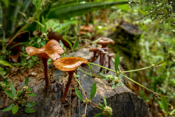 Mushrooms sprout on a tree trunk in a rainy scenario of the Atlantic Forest biome, Cachoeira de Macacu, Brazil