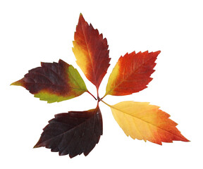 Fototapeta na wymiar multicolored autumn leaves isolated on white background