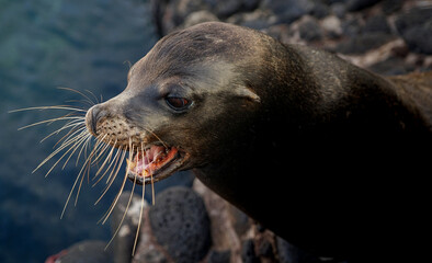island sea lion