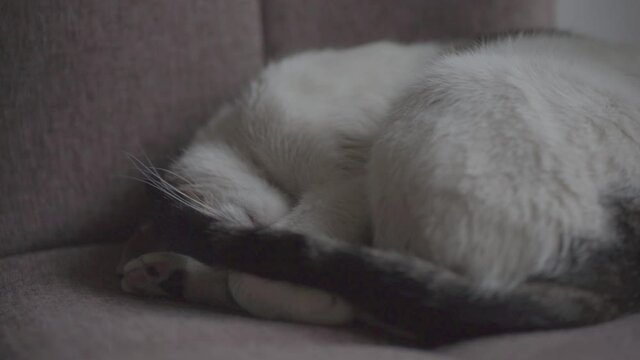 gato perezoso bostezo blanco durmiendo