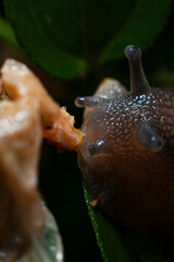 caracol naturaleza babosa animal verde lluvia bokeh humedad amazonia tropical biologia