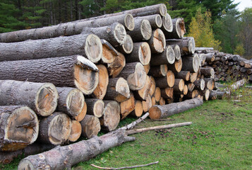Pine log on a farm ready for the sawmill