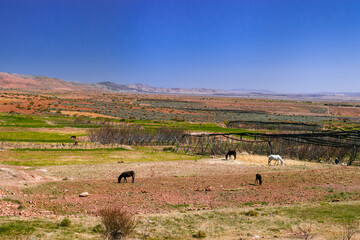 Africa Morocco desert Atlas mountains nature rock landscape with river palm under blue sky hot weather 