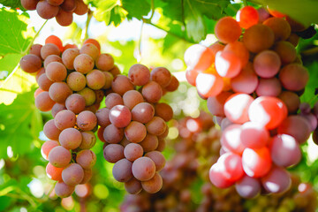 Ripe red grapes from the vineyard