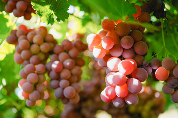 Ripe red grapes from the vineyard