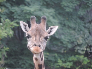 zoo