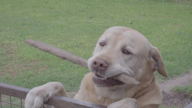 perro labrado con palo en boca