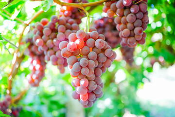 Ripe red grapes from the vineyard