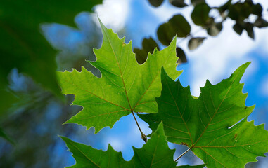 maple leaves in the sky