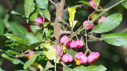 Pink fruit on european or common spindle tree