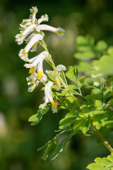 Close up of pale corydalis (pseudofumaria alba) flowers in bloom