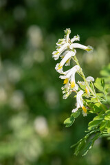 Close up of pale corydalis (pseudofumaria alba) flowers in bloom