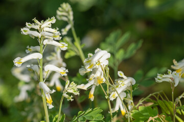 Close up of pale corydalis (pseudofumaria alba) flowers in bloom