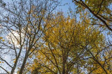 Beautiful view of over autumn colorful tree tops on blue sky background. Gorgeous nature background. Sweden.