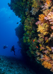 Fototapeta na wymiar Soft coral garden in Maldives with divers in the backround