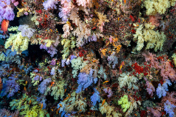 Soft coral garden in Maldives