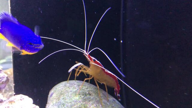 Eine Wei&szlig;bandputzergarnele Lysmata amboinensis im Meerwasseraquarium.