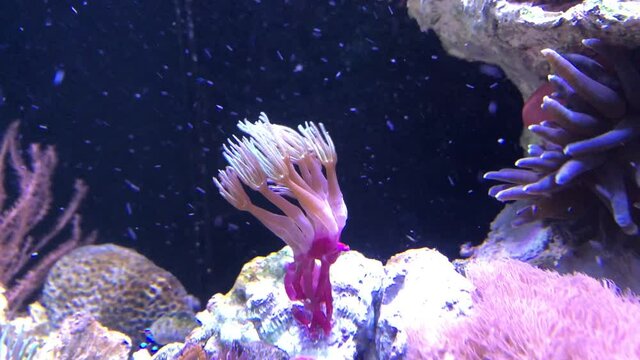 Eine Koralle im Meerwasseraquarium.
