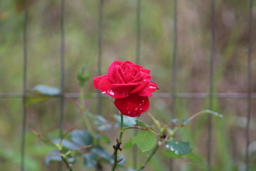 Obraz premium single red rose
