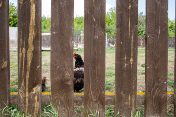 dark chicken behind a wooden farm fence