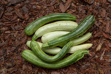 White and green zucchini of various shapes. Fancy shaped vegetables. Healthy food. Ecological vegetable growing.