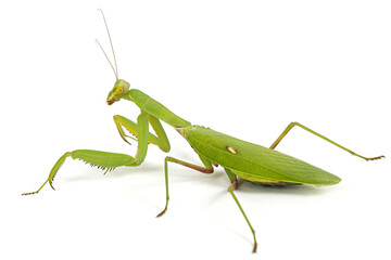 Mantis ordinary or mantis religious, isolated on white background