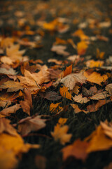 Yellow fallen maple leaves on the ground in the forest. Autumnal background