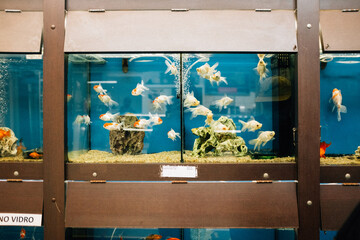 fishes on a aquarium
