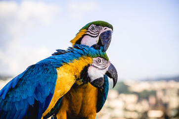 Amistades de Caracas