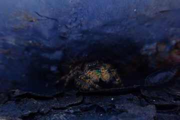 Jumping Spider Macro