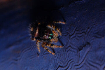 Jumping Spider Macro
