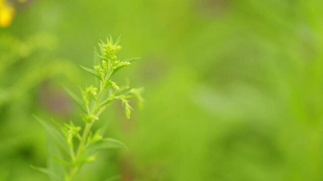 Artemisia vulgaris, Mugwort fresh medicinal plant with green blurred background.