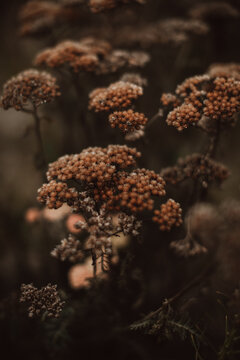 Autumn dry seasonal beige plants in the park. Dry reeds boho style. Moody atmosphere