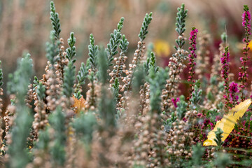 Green calluna vulgaris heather flowers by the name Velvet Fascination, photographed in a garden in Wisley, Surrey UK. Ornamental grass in the background.