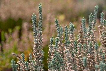 Green calluna vulgaris heather flowers by the name Velvet Fascination, photographed in a garden in Wisley, Surrey UK. Ornamental grass in the background.