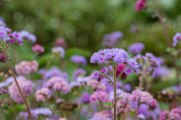 Pink and mauve Erica heather flowers by the name of Cinerea Cindy, photographed in a garden in Wisley, Surrey UK.