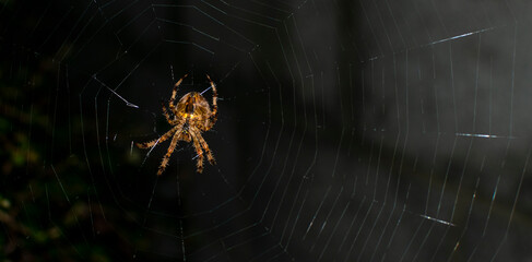 Spider giants, night photos, giant hunting, Limerick Ireland
