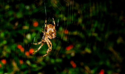 Spider giants, night photos, giant hunting, Limerick Ireland