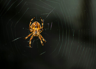 Spider giants, night photos, giant hunting, Limerick Ireland
