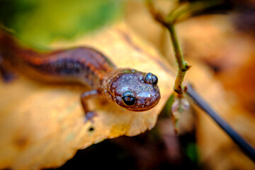 Salamander Green Moss - 462313851
