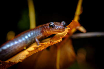 Salamander Green Moss