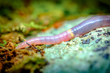 Pink Earthworm Macro