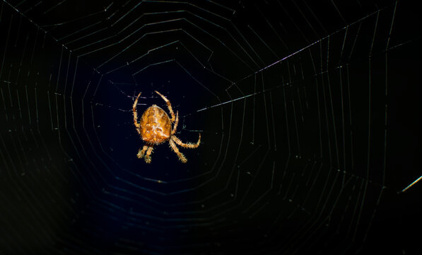 Spider giants, night photos, giant hunting, Limerick Ireland