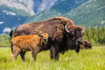 Gordijnen Amerikaanse bizon of buffel © Darren Baker